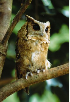 owls are just one of many wild animal species that live the Dtoa Dum Jungle