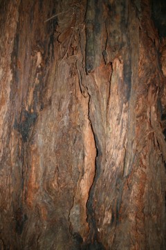 redwood bark